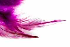 紫罗兰色的鸟羽毛孤立的白色背景