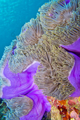 华丽的海海葵珊瑚礁南阿里环礁马尔代夫