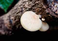 象牙白色蘑菇发霉的木材
