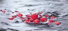 红色的树莓下降了水飞溅