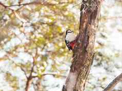 伟大的发现了啄木鸟dendrocopos主要敲门树皮