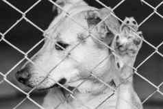 黑色的白色照片无家可归的人狗避难所狗