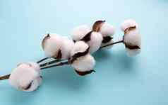 美丽的白色棉花花蓝色的背景棉花行业概念复活节装饰干花束