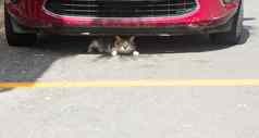 小猫小猫隐藏前面车