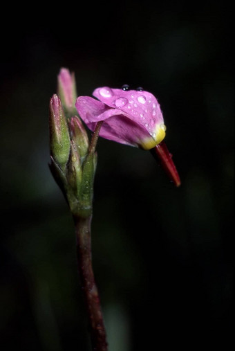 花<strong>雨</strong>滴