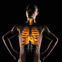 人类胸部射线照相法扫描