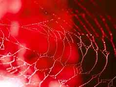 红色调蜘蛛网络覆盖闪闪发光的露水滴