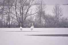 天鹅冬天美丽的鸟图片冬天自然雪