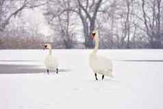 天鹅冬天美丽的鸟图片冬天自然雪