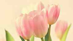 美丽的精致的春天花粉红色的郁金香柔和的颜色孤立的纯背景特写镜头花滴水自然概念春天时间