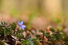 春天花美丽的盛开的小花森林HepaticaHepatica诺比利斯