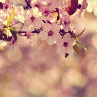 春天开花背景美丽的自然场景盛开的树太阳阳光明媚的一天春天花摘要模糊背景春天