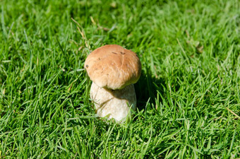 可食用的蘑菇草
