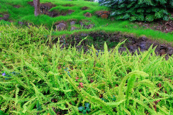 明亮的绿色草热带花园库拉毛伊岛夏威夷