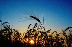 日落场夏天耳朵小麦太阳深蓝色的天空