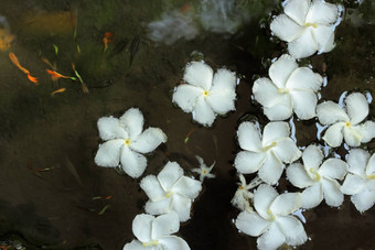 白色黑纱茉莉花浮动水