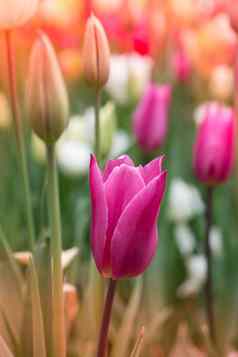 色彩斑斓的郁金香花布鲁姆花园