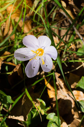 百合科莉莉花自然花园设置