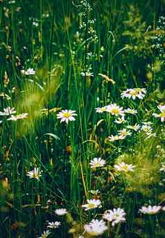 黛西草地夏天绿色草盛开的花洋甘菊场春天自然花背景植物花园生态环境