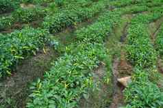 绿色胡椒种植园斯里兰卡斯里兰卡