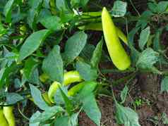 绿色胡椒植物斯里兰卡斯里兰卡