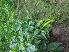 绿色胡椒植物斯里兰卡斯里兰卡