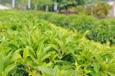 绿色茶树