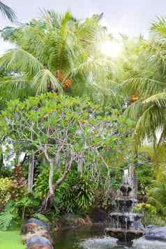 喷泉棕榈树热带花园