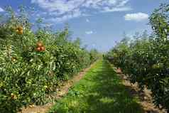 苹果树加载苹果果园夏天
