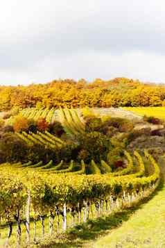 秋天的葡萄园雷茨地区较低的奥地利奥地利
