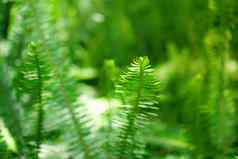 蕨类植物热带雨林