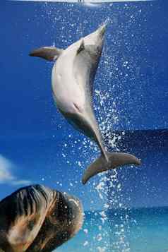 海豚跳