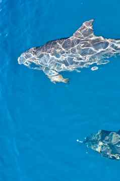 海豚游泳
