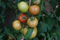 颜色集团番茄