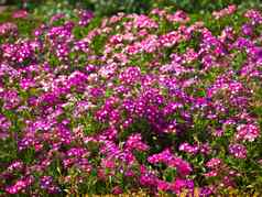 紫色的马鞭草属花自然