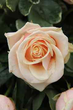 苍白的粉红色的婚礼玫瑰