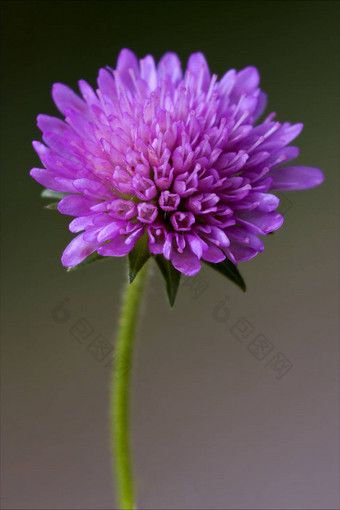 唇形科植物menthaaquatica紫罗兰色的
