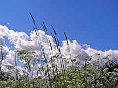 沼泽草背景蓝色的天空