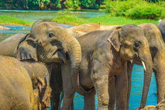大象孤儿院斯里兰卡斯里兰卡羽片损失