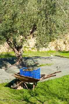 传统的橄榄收获