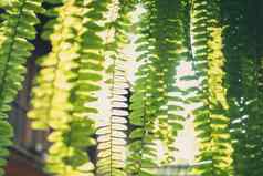 阳光光绿色蕨类植物植物叶子热带热带雨林树叶