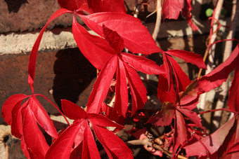 维吉尼亚州爬虫parthenocissusquinquefolia