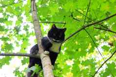 有趣的猫坐着树鸟