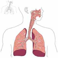 呼吸系统放射菌病