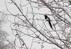 black-billed喜鹊癖哈德索尼亚栖息树