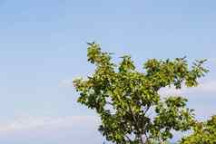 橡木树绿色颜色背景橡木种子