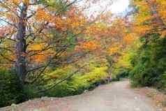 秋天秋天色彩斑斓的金黄色的叶子山毛榉森林