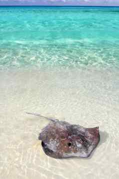 黄貂鱼dasyatis美国加勒比海滩
