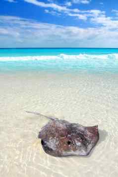 黄貂鱼dasyatis美国加勒比海滩