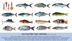鱼物种盐水clasification孤立的白色